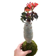 Pianta di cactus succulenta 12