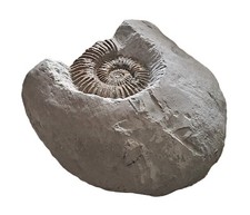 Ammonite Aegocrioceras sp. -