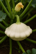 semi di zucchine bianche