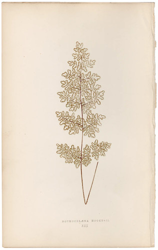 Antica stampa botanica - , 1872