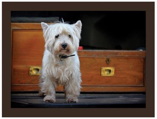 Westie road trip faux leather - road,