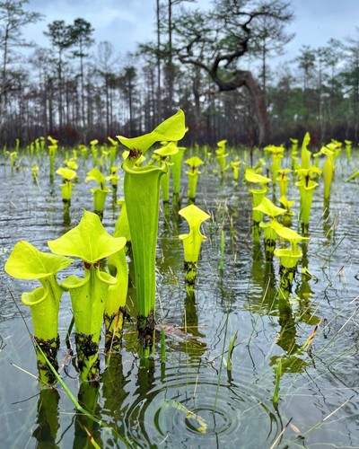 Sarracenia flava pianta - sarracenia,