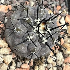 L Copiopoa Cinerea Mont