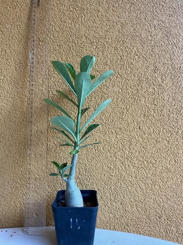 Adenium obesum caudex - , a