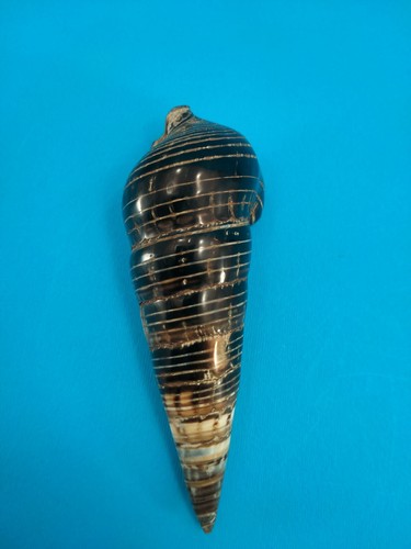 Conchiglia terebralia - conchiglia,