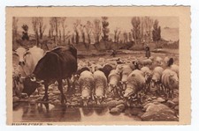 RUGGERO PANERAI CARTOLINA SERA