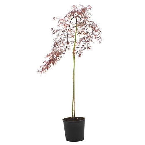 Acero rosso giapponese acer - acero,