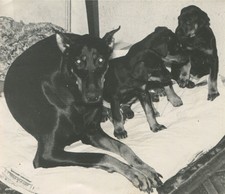 Foto vintage anni 60 Doberman