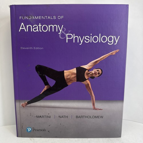 Fundamentals anatomy - fundamentals,