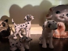 porcellana famiglia dalmata