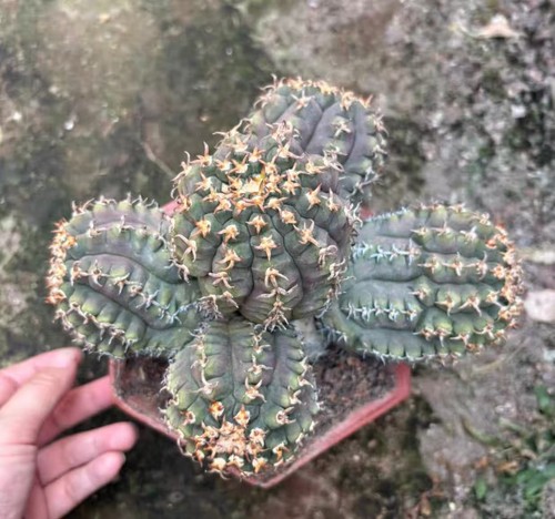 Gymnocalycium - cm,