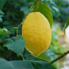 Agrumi X Limon cv Femminello Siracusano | Limone | Limone - Limone | Limone
