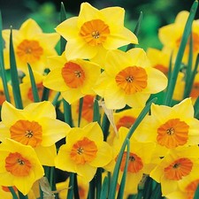 Narcisi bulbi di fiori cipolle fiori Narciso botanico Suzy 5 pz.