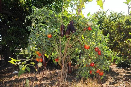150 semi solanum torvum o - 150,