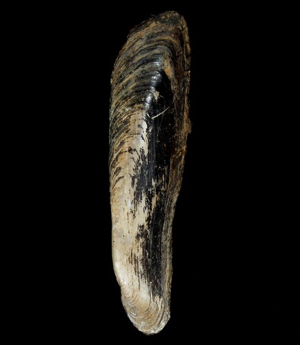 Conchiglia sinosolenaia sp - sinosolenaia,