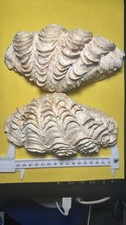 CONCHIGLIA TRIDACNIDI TRIDACNA