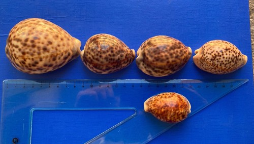 Conchiglie cypraea - cypraea, ??