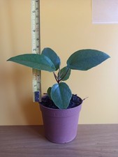 Ficus macrophylla f - ficus, (f