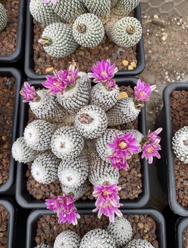 Pelecyphora aselliformis