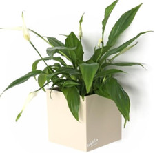 KalaMitica - Cubo Magnetico 9,5 cm Bianco - Portaoggetti o porta vaso magnetico