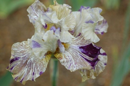 Iris alessandra s gift - iris, 'alessandra's