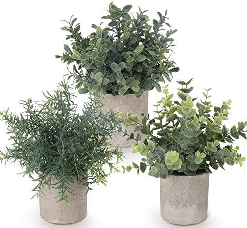 Ilauke set piante - ilauke,