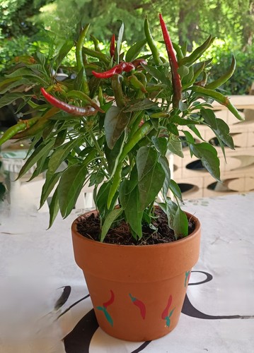 Pianta peperoncino thai - di,