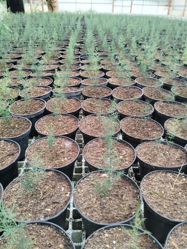 Piante asparagi selvatici - piante,