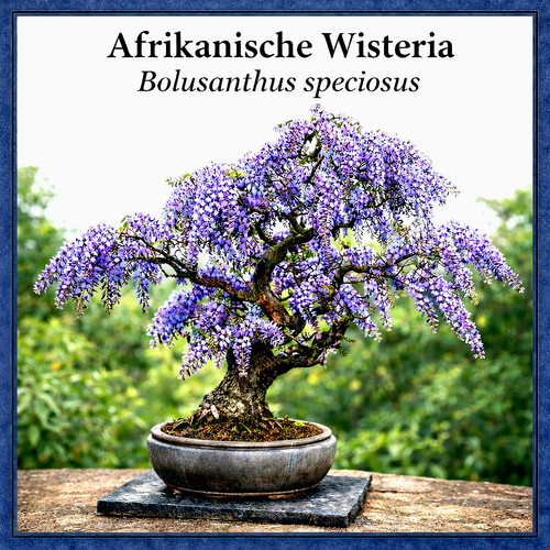 30x semi per bonsai albero - 30x,