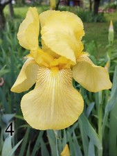 5 rizomi Iris Germanica