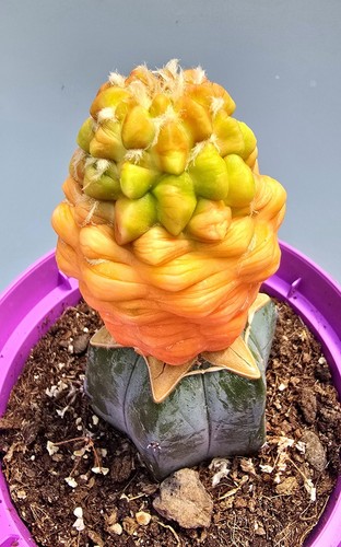 Cintia knizei variegata cactus - cintia,