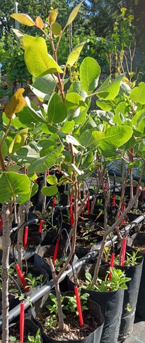 Piante pistacchio da - e,