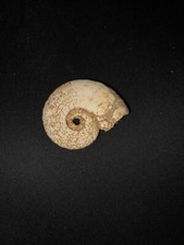 Fossile di Ammoniti -