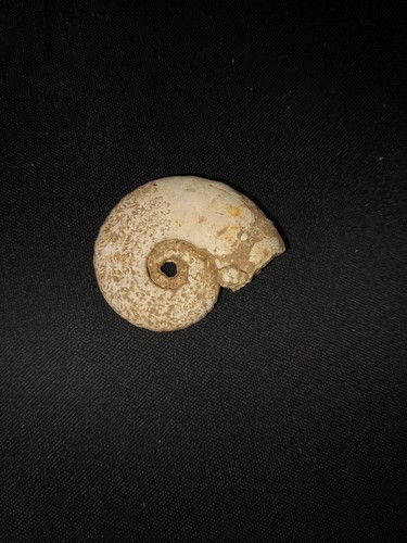 Fossile ammoniti - fossile,