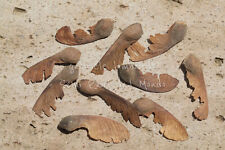 ACERO GRIGIO - ACER GRISEUM