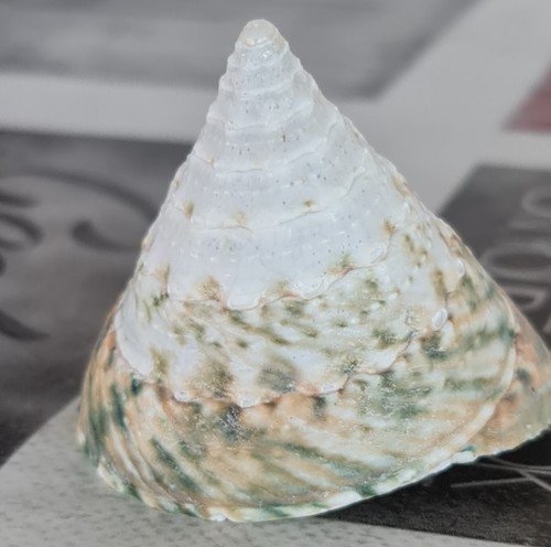 Conchiglia shell tectus conus - conchiglia,
