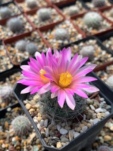 Gymnocactus beguinii cactus