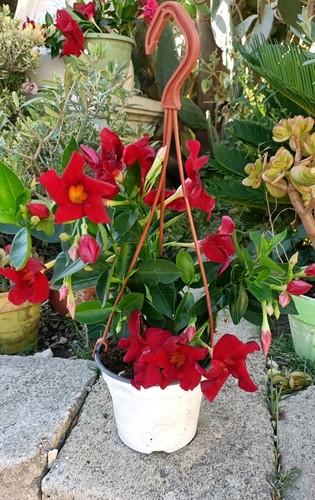 Piante dipladenia in - di,
