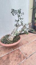 prebonsai   Olivastro Doppio Tronco