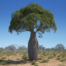 Brachychiton rupestris -