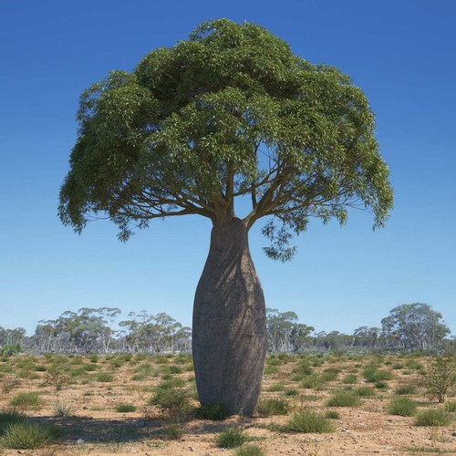 Brachychiton rupestris - ,