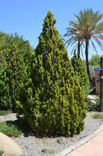 PLATYCLADUS ORIENTALIS - TUIA