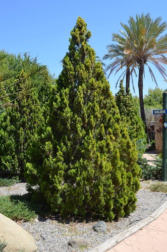 Platycladus orientalis tuia - platycladus,