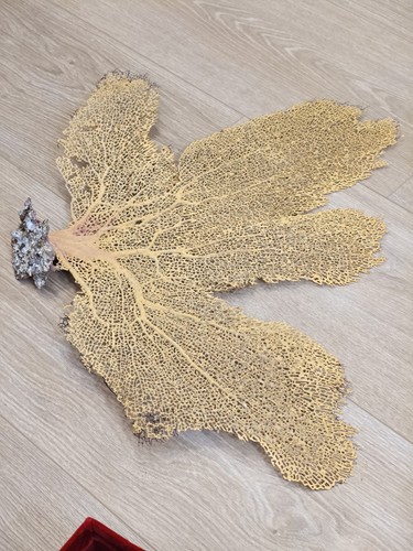 Ventaglio gorgonia molto - ventaglio,