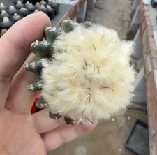 1pc6 8cm discocactus - discocactus, horstii 
