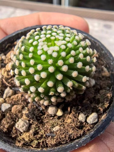 Pezzi cm pianta rara - 2,