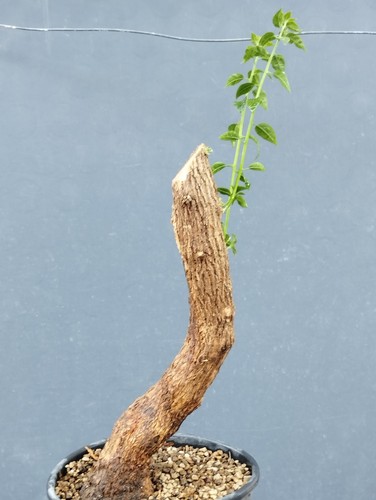 Bonsai bouganvillea 48x12cm - bonsai,