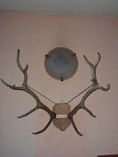 Palchi cervo - palchi,