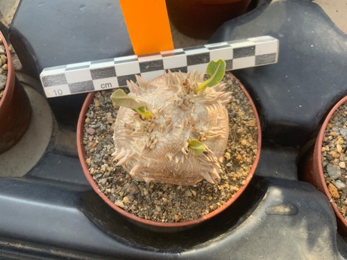 352 pachypodium brevicaule - 352,
