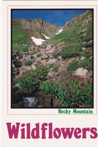 Rocky mountain wildflowers - rocky,